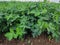Peanuts farm, Organic Farm Land Crops In India multiple layers of mountains add to this organic and fertile farm land in India,