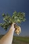 Peanuts in farmer hand