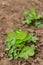 Peanuts field agriculture in the peanut farm green plant