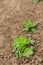 Peanuts field agriculture in the peanut farm green plant