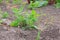 Peanuts on the garden