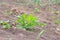 Peanuts on the garden