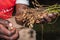 Peanuts growing on plant Arachis hypogaea being harvested, cleaned and ready to eat, Uganda