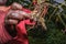 Peanuts growing on plant Arachis hypogaea being harvested, cleaned and ready to eat, Uganda