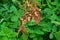 peanuts plant and green leaves