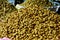 Peanuts in a road side stall in West Bengal