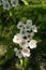 Pear bloom in spring from above