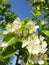 Pear blossom