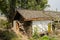 Pear blossom before aged Chinese farmhouse in sunny spring