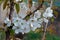 Pear Blossom Closeup On Blurred Greenery