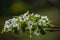 Pear Blossom Flower, Shalimar Garden,Kashmir