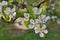 pear blossom, flowering tree