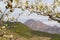 Pear blossom in mountain