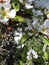 Pear Blossom is one of the early flowers of Spring in Northern England. The busy bees pollinate the blossom for a good Crop of Pea