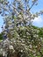 Pear Blossom is plentiful with hopes of a good harvest