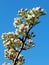 Pear Blossom Pyrus communis Against a Blue Sky