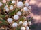 Pear blossom in spring in the garden. Blooming of flowering tree branch of pear