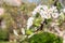 Pear blossoming branch in sunny garden