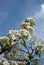 Pear blossoms