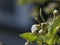 Pear Blossoms with Leaves. Fruit tree in Early Spring.