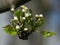 Pear Blossoms with Leaves. Fruit tree in Early Spring.