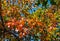 Pear branches with reddish-yellow leaves.