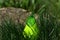 `Pear in the Bush` vivid neon green glass pear with grass and stone
