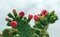 Pear cactus flowers