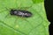 Pear and cherry slugs Caliroa cerasi is a f sawfly of the family Tenthredinidae. It is important pest of pear and