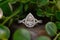 Pear Cut diamond engagement ring. Luxury jewelry