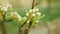 Pear flower blossom fruit tree growing bloom bud red branch orchards garden spring trees Pyrus communis leaves leaf