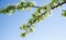 Pear. Flowering pears on a blue sky