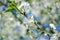 Pear. Flowering pears on a blue sky