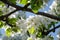 Pear. Flowering pears on a blue sky