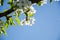 Pear. Flowering pears on a blue sky