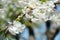 Pear. Flowering pears on a blue sky