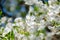 Pear. Flowering pears on a blue sky