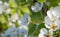Pear flowers with bee fiori bianchi di pero con ape
