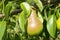 Pear of the Forest Fruit ripening in summer. Beauty variety ripens on a tree. a delicious, juicy pear on a tree.