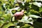 A pear fruit grows on a branch