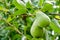 Pear fruit on the tree in the fruit garden.