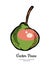 Pear fruit vector isolate. Pink green whole pear. Fruit hand drawn illustration food vegetarian sweet icon logo sketch