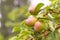 pear fruits on a branch on a sunny day, three pears grow on a branch