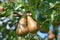 Pear garden