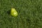 Pear in the grass