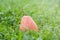 Pear in the grass in the garden after the rain. Soft focus. The fruits fell from the tree. Concept: seasonal fruit picking,