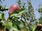 Pear growing towards the sky