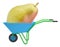Pear in hand-barrow