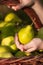 pear in the hand of the child. Healthy organic pears in a basket. The collected ecologically pure crop of pears in the orchard