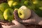 Pear in the hand of the child. Healthy organic pears in a basket. The collected ecologically pure crop of pears in the orchard